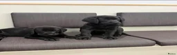 Labrador Retriever dogs for sale: Labrador Puppies - Advert 6
