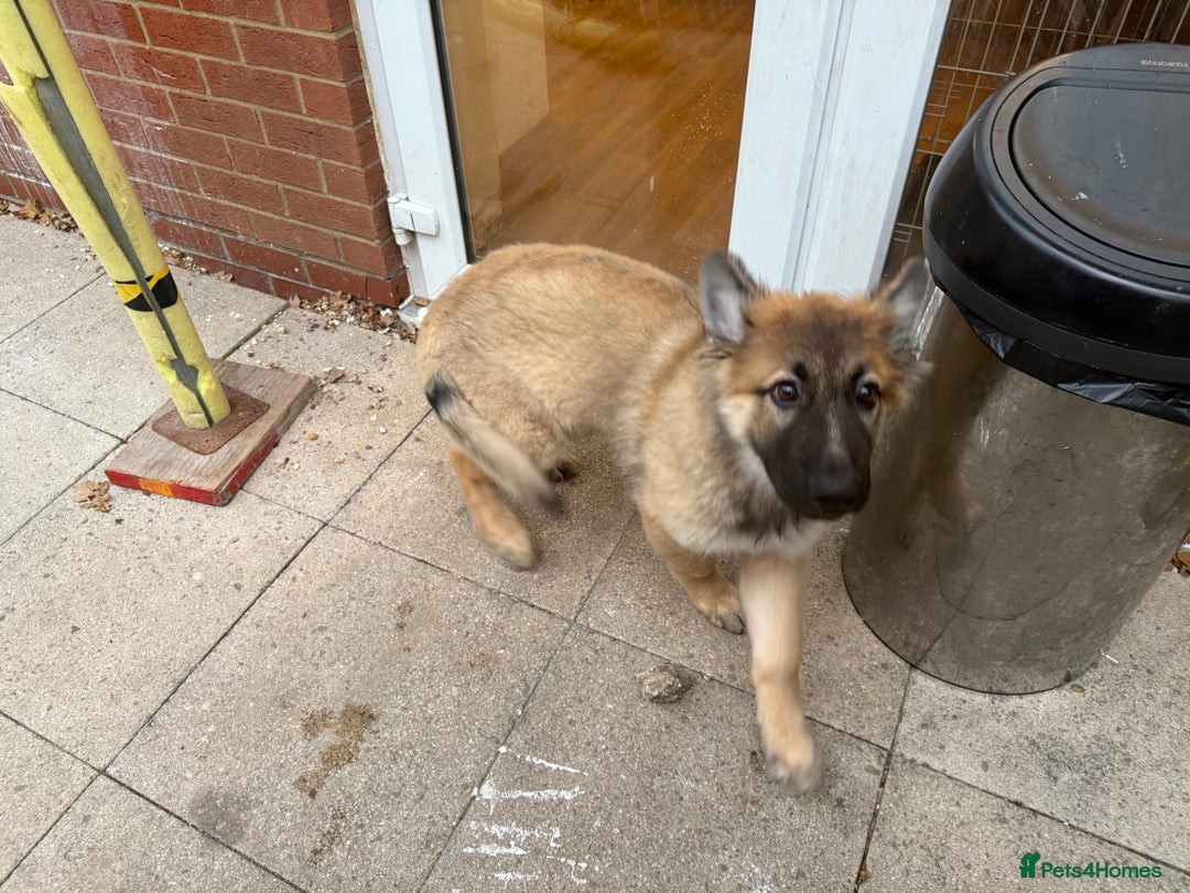 German Shepherd dogs for sale: German shepherd puppy  - Image 3