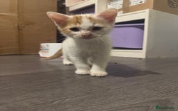 Mixed Breed cats for sale: Adorable kittens looking for a forever home  - Image 6
