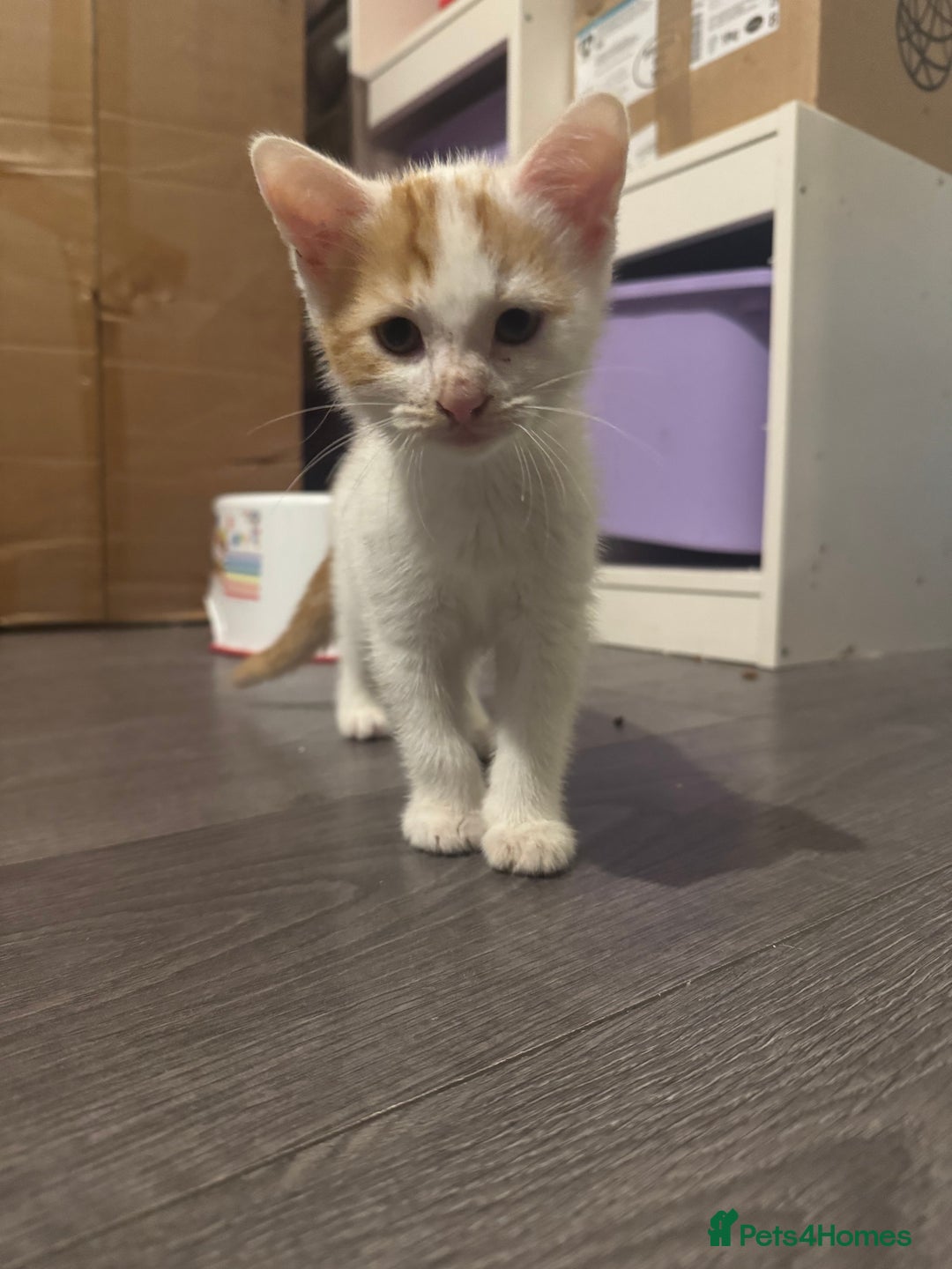 Mixed Breed cats for sale: Adorable kittens looking for a forever home  - Image 6