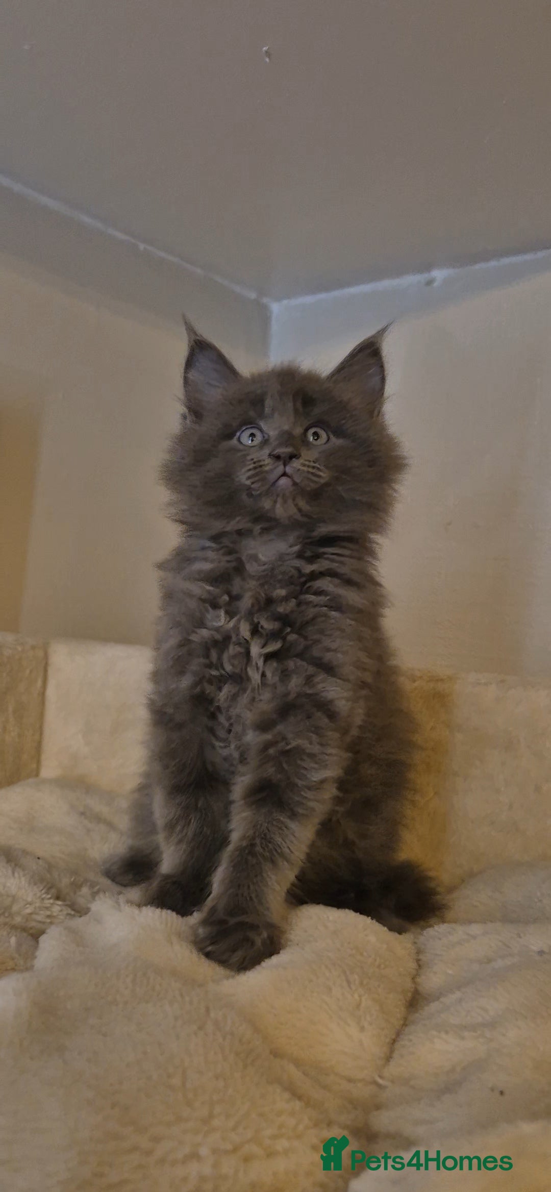 Maine Coon cats for sale: Friendly Maine coone mix baby's ready to go  - Advert 6