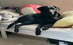 Mixed Breed dogs for sale: Fabulous Black Gold Retrievers - Image 7