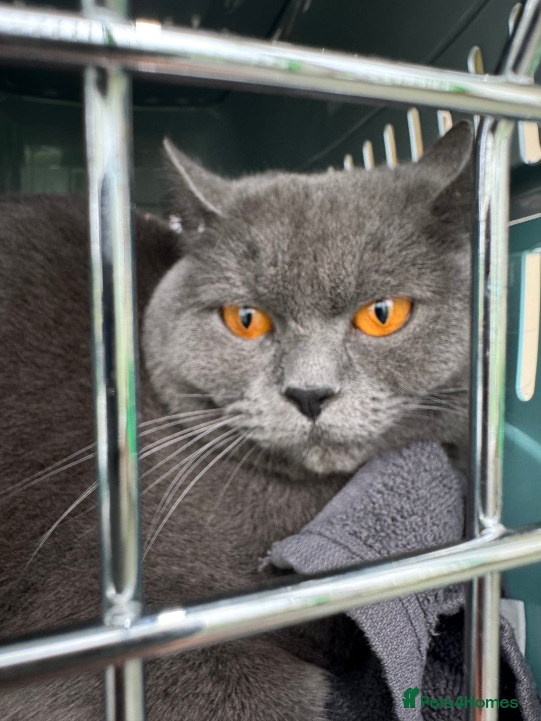 Brazilian Shorthair cats for sale: 2 year old Female BSH - Image 2