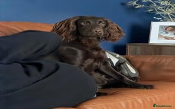 Cocker Spaniel dogs for sale: Cocker spaneil (female)  - Image 3