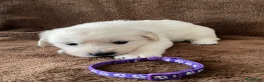 Golden Retriever Puppy 3