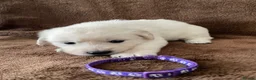 Golden Retriever dogs for sale: 7 Beautiful Golden retriever puppies  - Advert 22