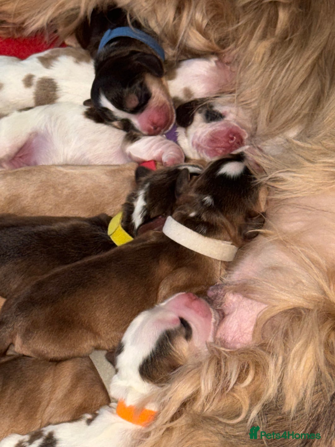 Cocker Spaniel dogs for sale: Showtype Cocker spaniel pups KC registered  - Advert 11