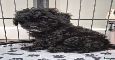 Toy Poodle dogs - Advert 11