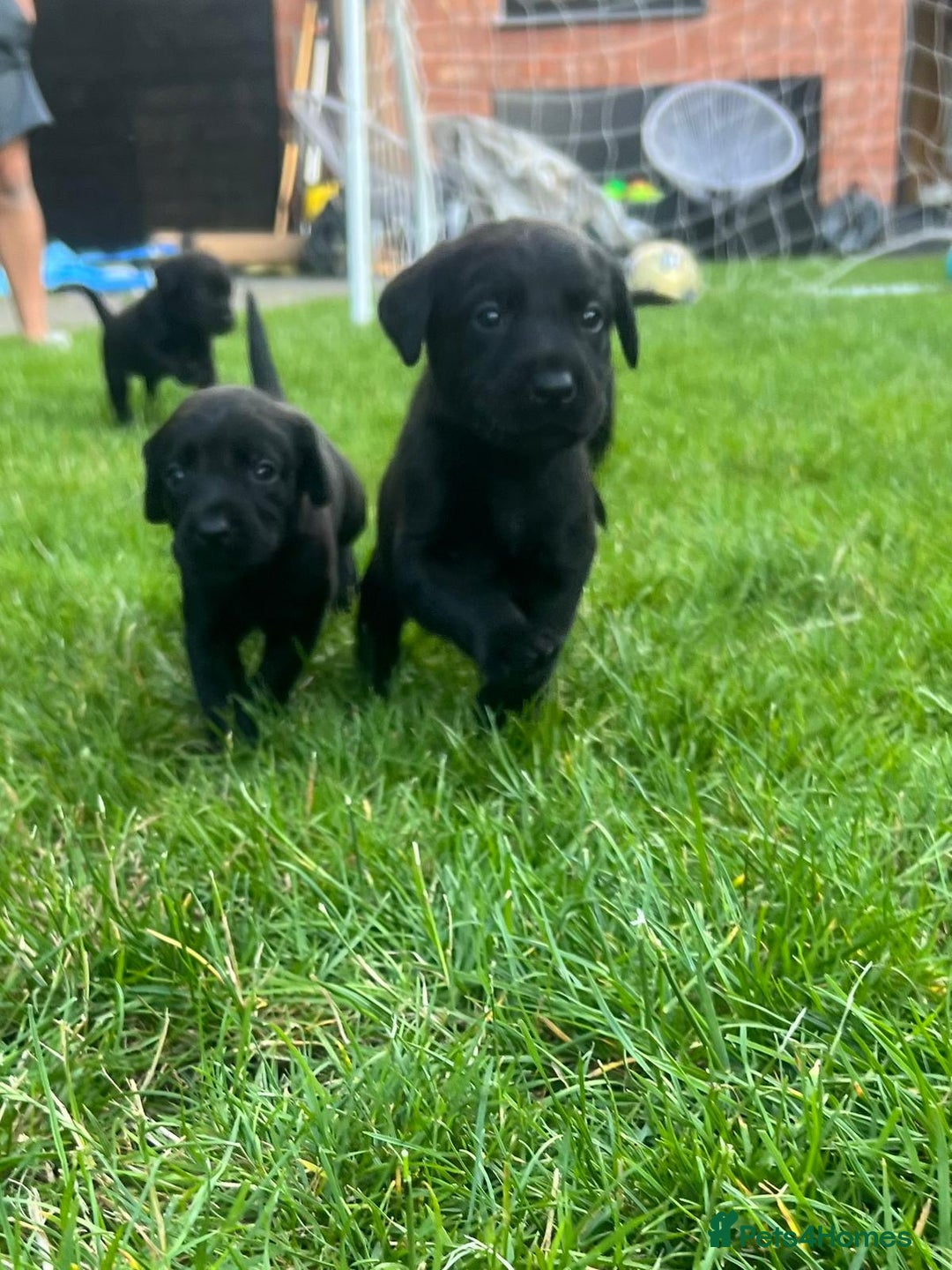 Labrador Retriever dogs for sale: Kc reg black working Labrador puppies  - Image 6