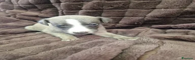 Whippet Puppy 7