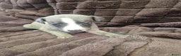 Whippet dogs for sale: Whippet pups  - Advert 4