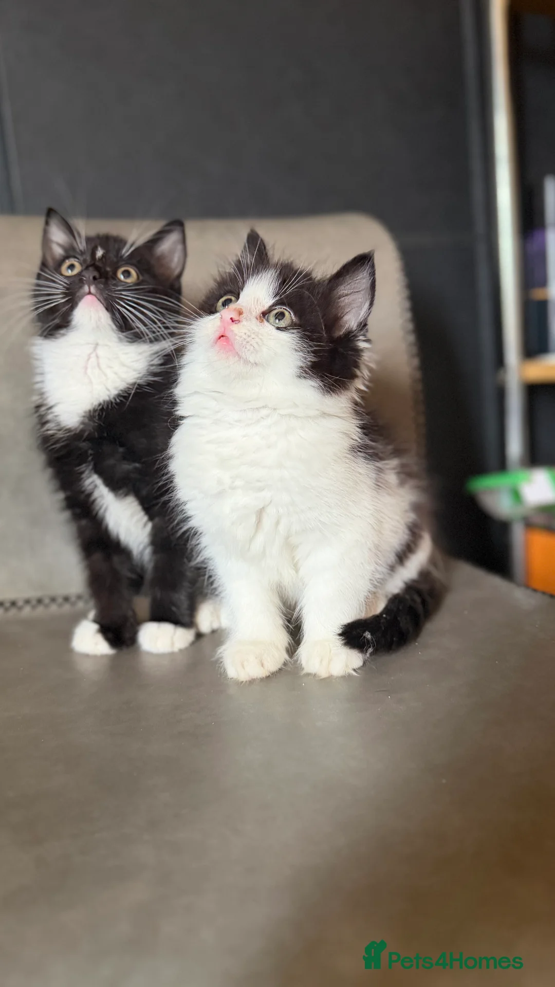 Mixed Breed cats for sale: Ragdoll x - Advert 7