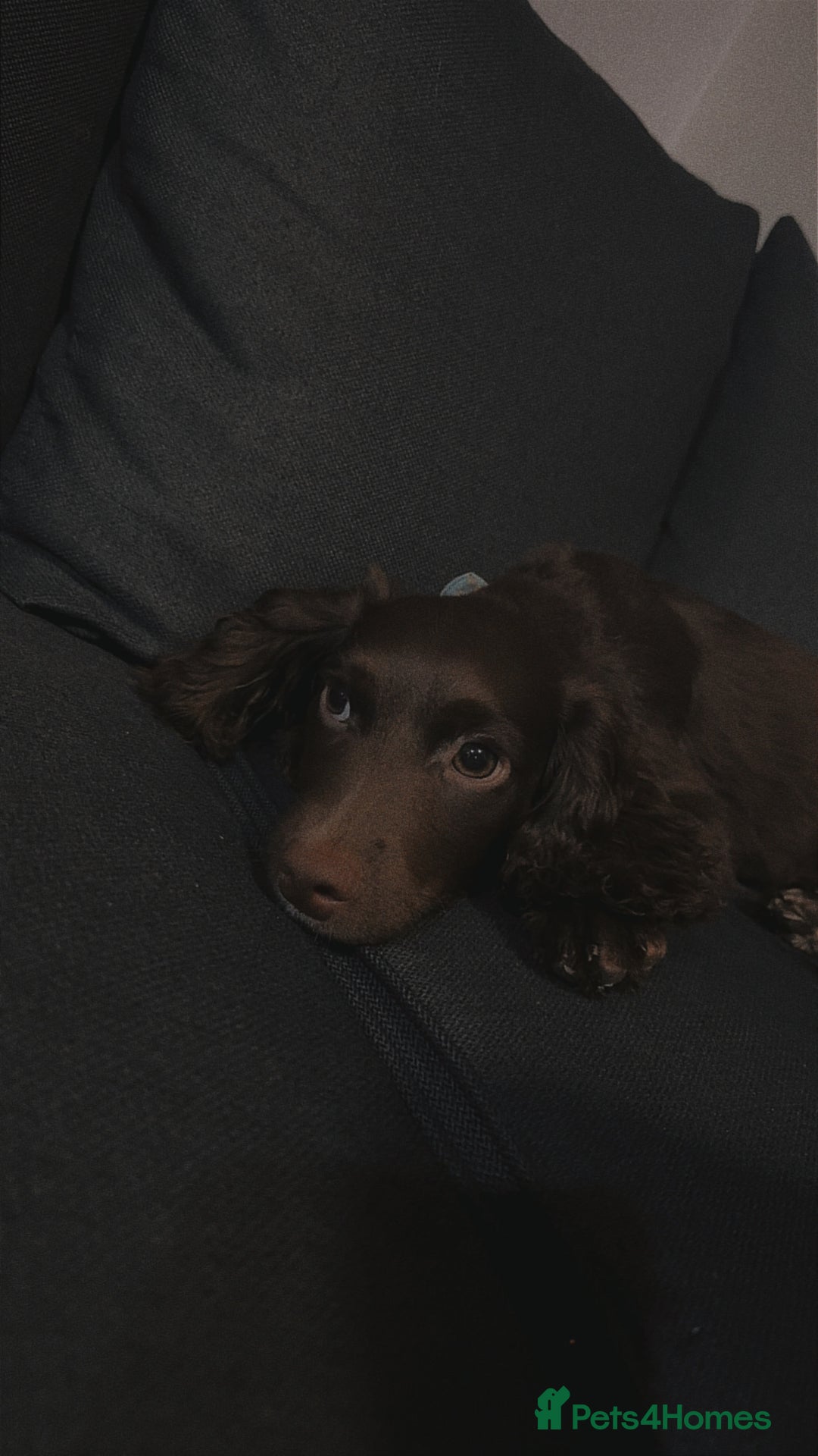 Cocker Spaniel dogs for sale: Handsome male cocker pup - Image 2