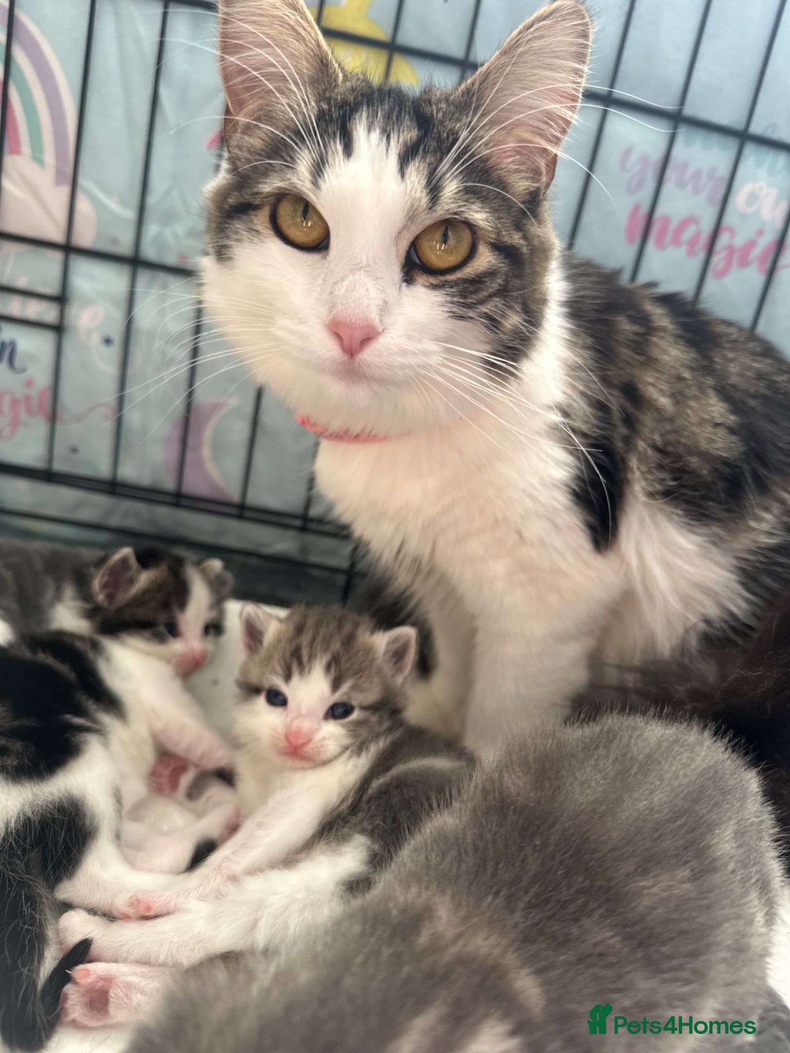 British Longhair cats Male kittens 💙 - Advert 1