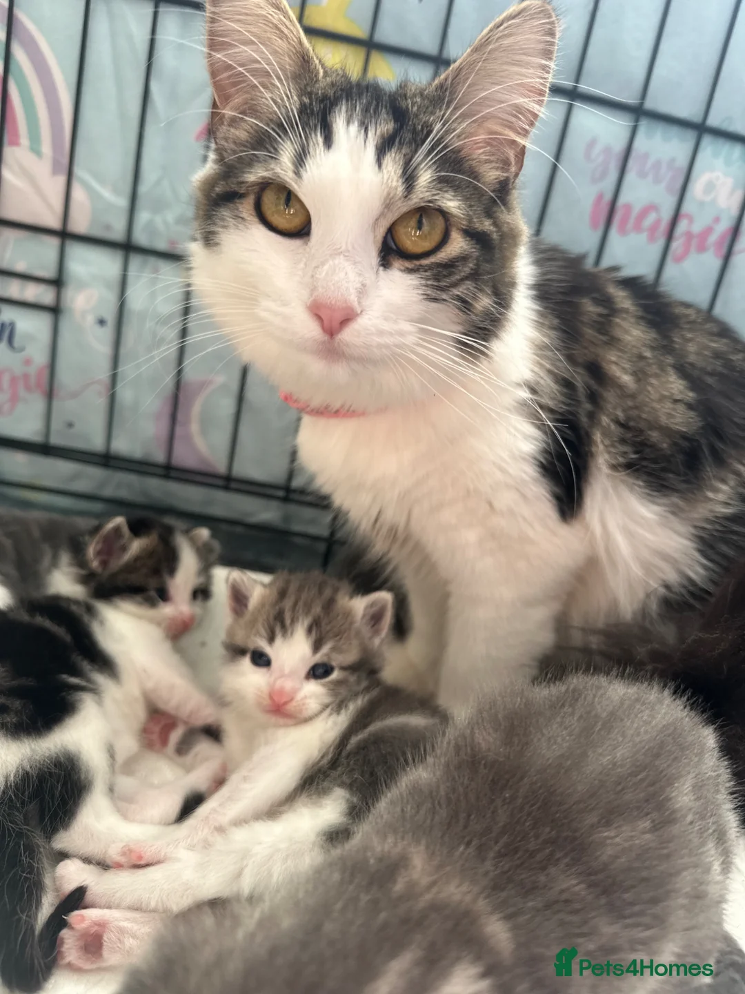 British Longhair cats for sale: Male kittens 💙 - Advert 1