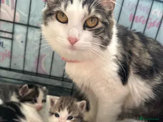 British Longhair cats Male kittens 💙 - Advert 3