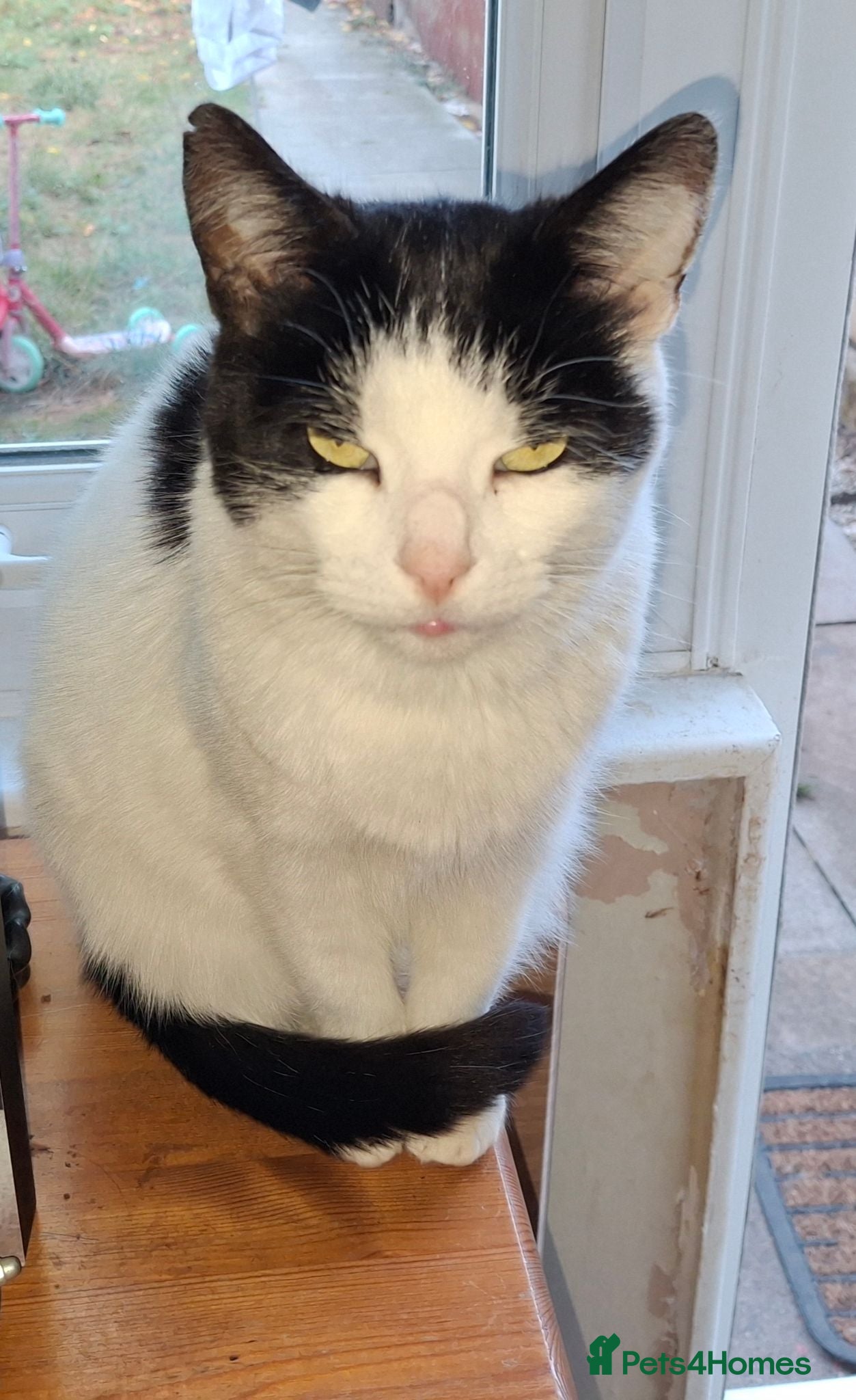 Mixed Breed cats Oscar - Advert 1