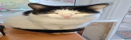 Mixed Breed cats for sale: Oscar - Advert 1