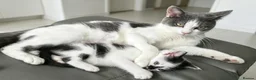 Mixed Breed cats for sale: 5 kittens - Advert 4