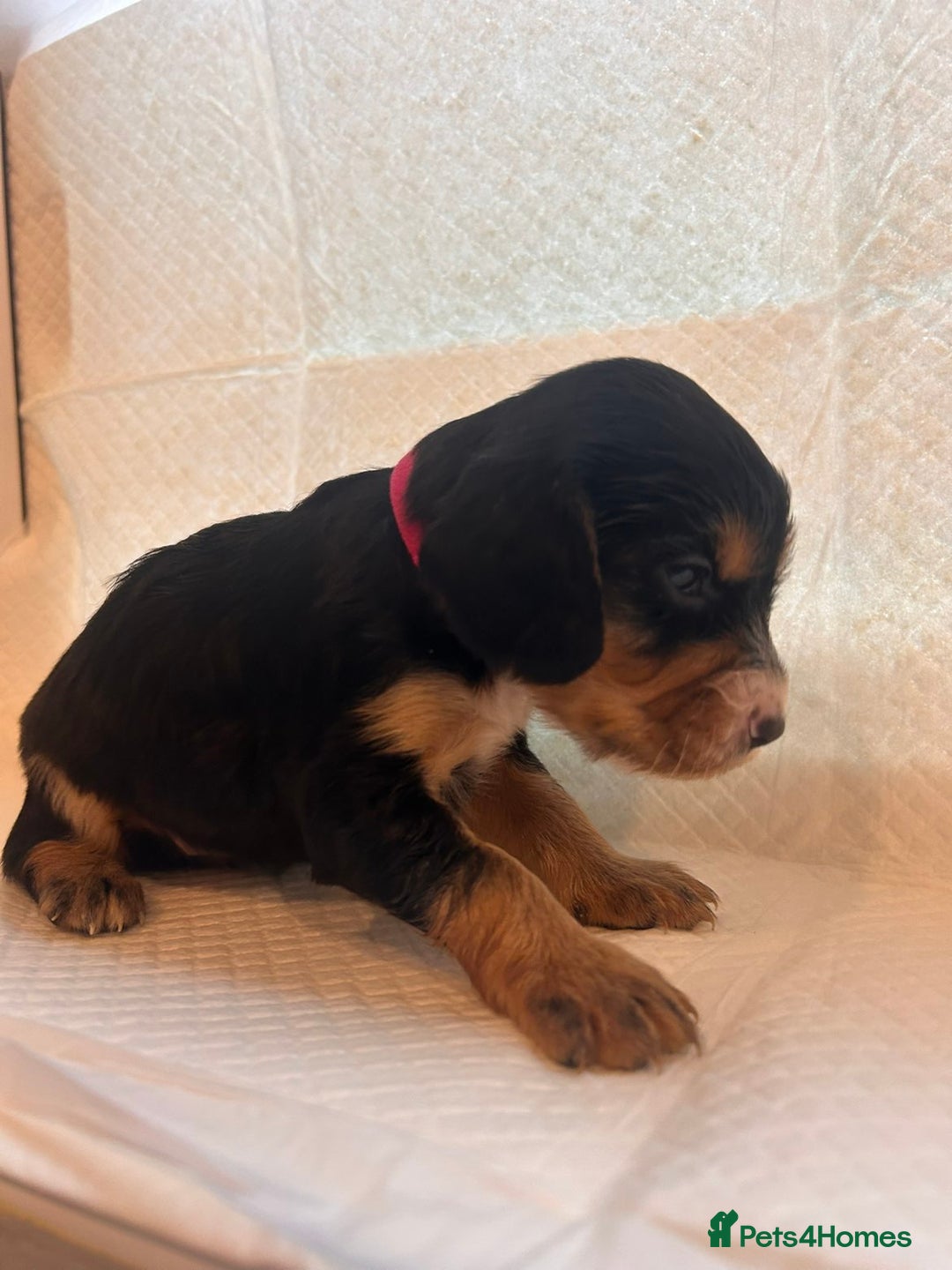 Sprocker dogs for sale: 🐾 Beautiful Sprocker Spaniel Puppies – £1000 🐾 - Advert 18