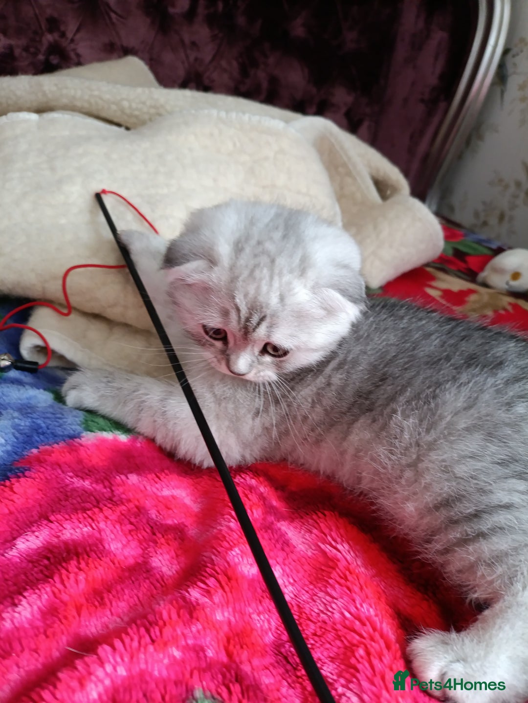 Scottish Fold cats for sale: Scottish Fold kitten  - Advert 17