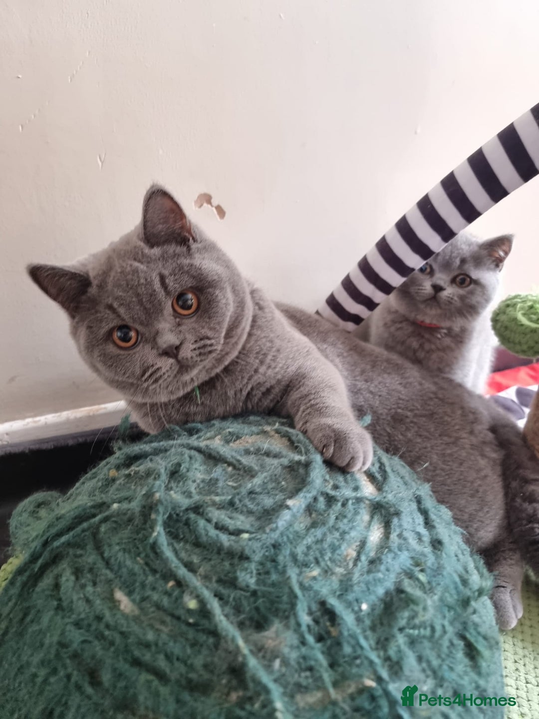 British Shorthair cats for sale:  To Go Now 3 Female Ready GCCF Healthy Pedigree - Advert 8