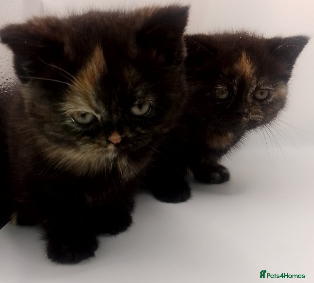 British Shorthair cats for sale: Beautiful  British Shorthair  - Advert 22