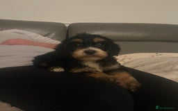 Cockapoo dogs for sale: 5 beautiful F1 cockerpoos  - Image 19