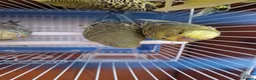 Budgerigars birds for sale: Baby budgies 2026 - Advert 7