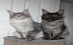 Maine Coon cats for sale:  LAST Black Smoke Maine coon girl available  - Image 11