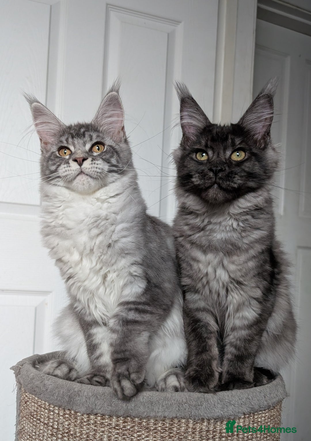 Maine Coon cats for sale:  LAST Black Smoke Maine coon girl available  - Image 11