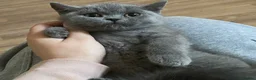 British Shorthair cats for sale: Stunning Blue & Black GCCF Kittens - Advert 7