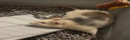 Rat rodents for sale: Thor- 2 year old rat for potential rehome - Advert 1