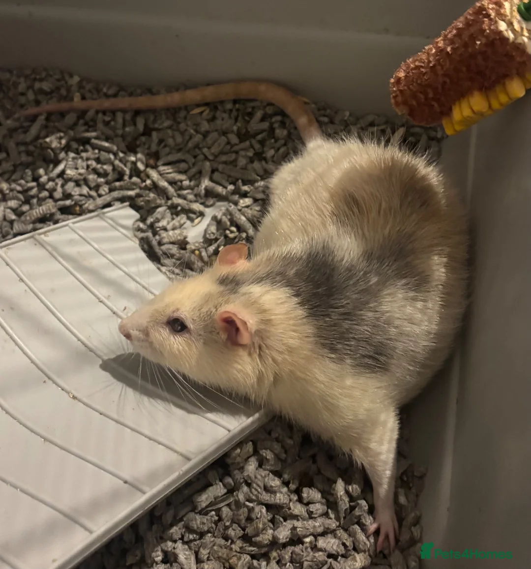 Rat rodents for sale: Thor- 2 year old rat for potential rehome - Advert 1