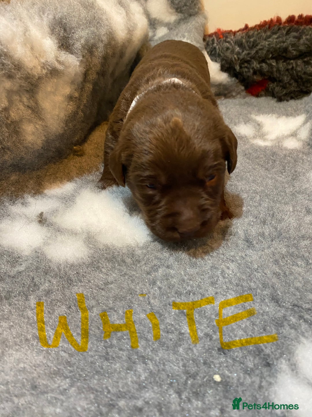 Labrador Retriever dogs for sale: Chocolate Labrador puppies - Advert 13