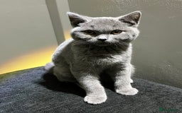 British Shorthair cats for sale: Male British Shorthair kitten 6 month old  - Image 3
