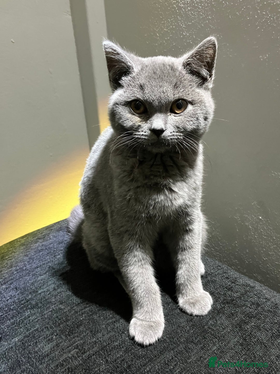 British Shorthair cats for sale: Male British Shorthair kitten 6 month old  - Image 3