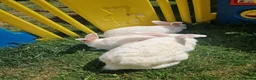 British Giant rabbits for sale: Spanish giant rabbits  - Advert 6