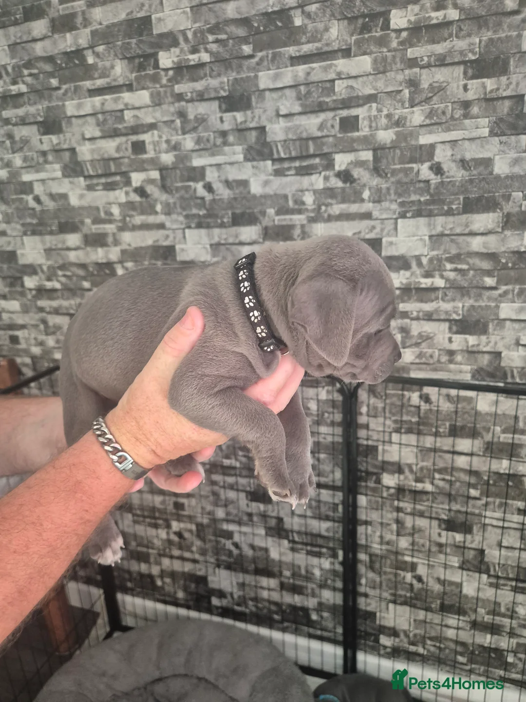 Staffordshire Bull Terrier dogs for sale: Blue Staffordshire bull terriers  - Advert 2