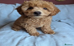 Toy Poodle dogs for sale: Tiny Red Toy Poodles Available now - Image 8