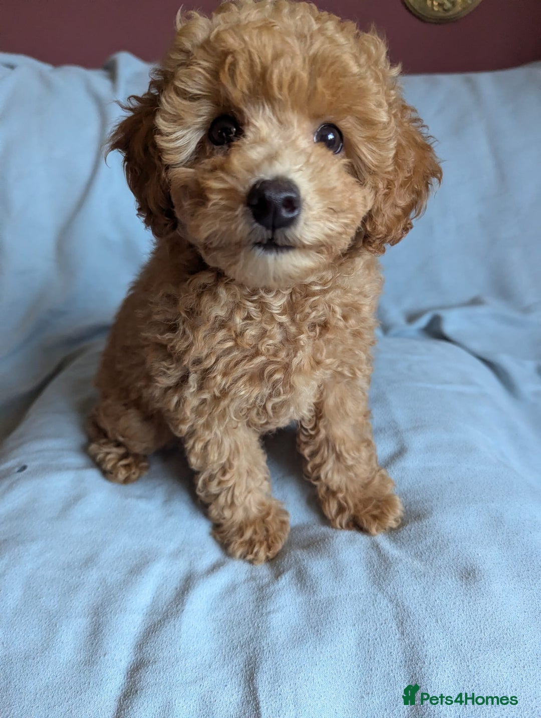 Toy Poodle dogs for sale: Tiny Red Toy Poodles Available now - Image 8
