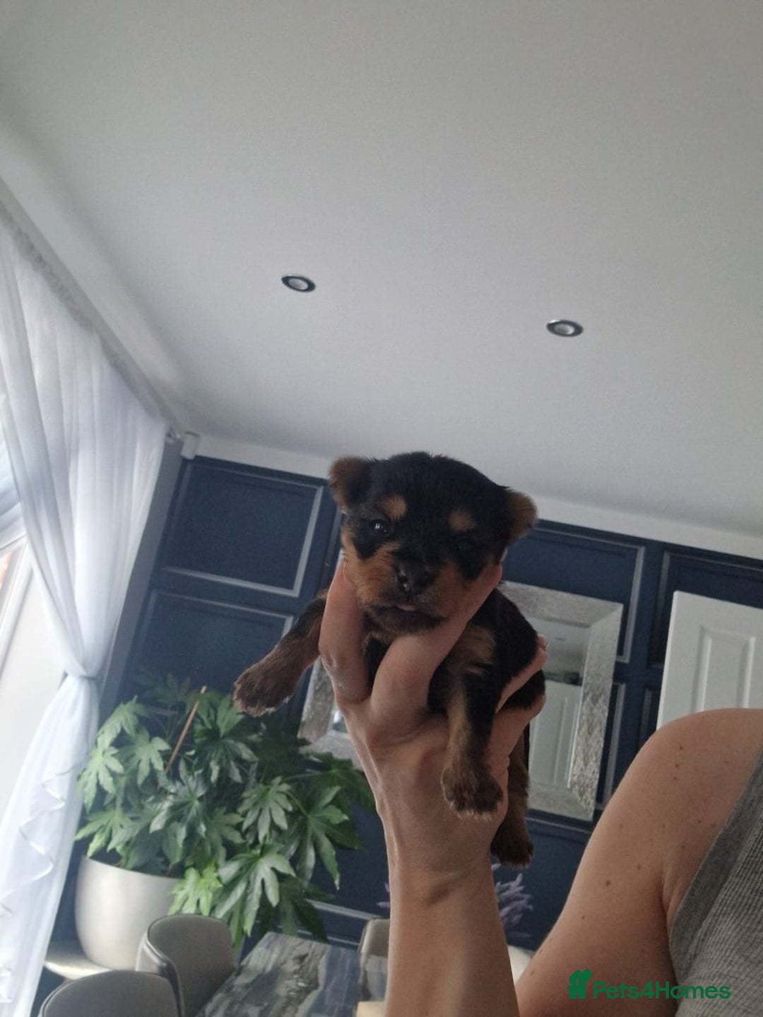 Yorkshire Terrier dogs for sale: People Friendly Yorkshire Terriers. - Image 4