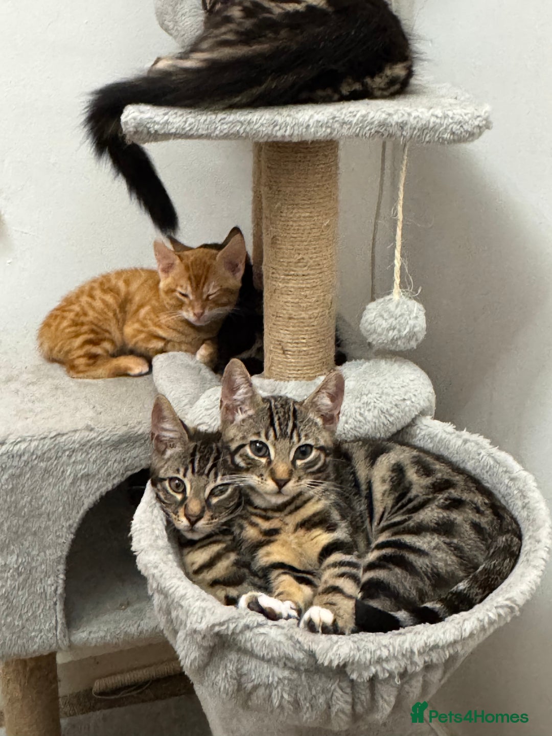 Mixed Breed cats for sale: 5 Beautiful Mixed Bengal Litter ready to go! - Image 1