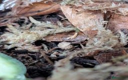 Isopods invertebrates for sale: inverts  - Image 3