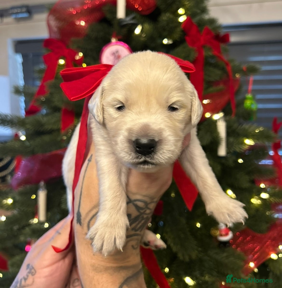 Golden Retriever dogs 6 ( 4 left) KC REG CHUNKY GOLDEN RETRIEVER BOYS  - Advert 1