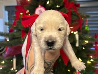 Golden Retriever dogs 6 ( 4 left) KC REG CHUNKY GOLDEN RETRIEVER BOYS - Advert 2