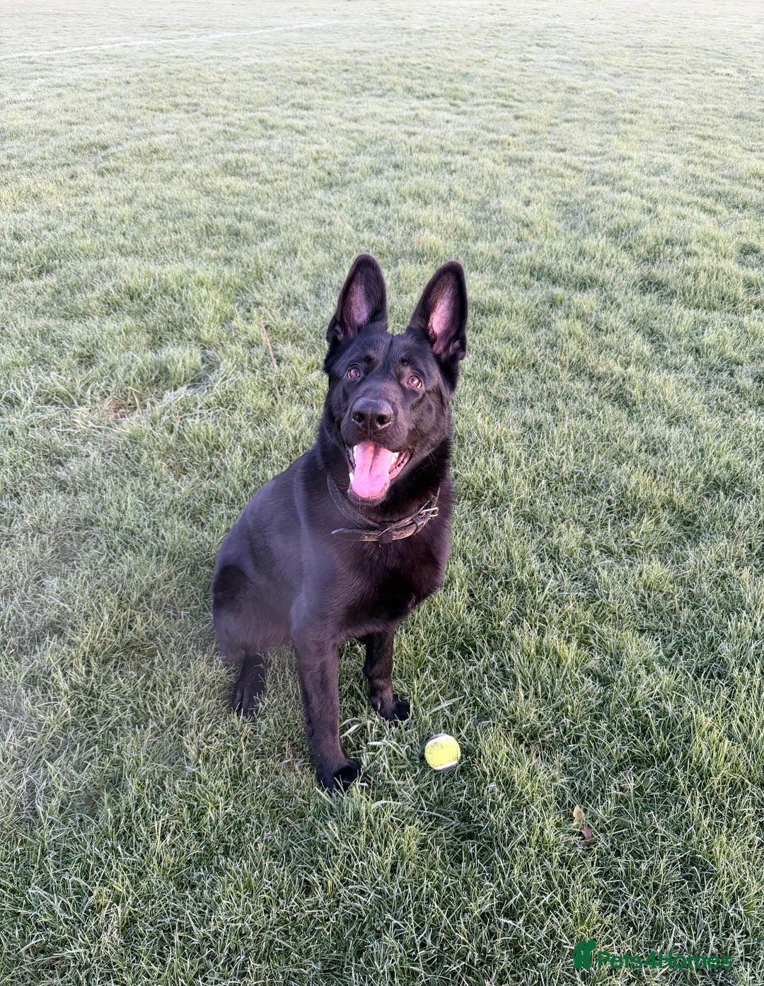 German Shepherd dogs for stud: Black German Shepherd stud - Advert 3