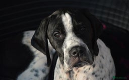 Pointer dogs for sale: ⭐️ 2 beautiful boys looking for forever homes⭐️ - Image 12