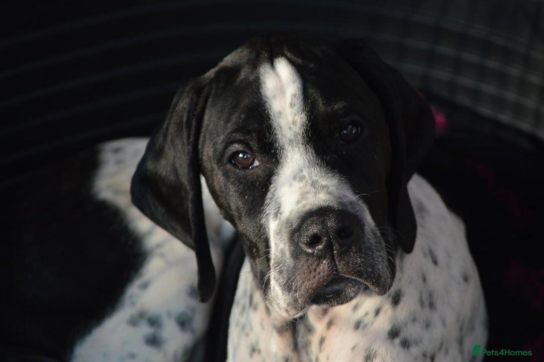 Pointer dogs for sale: ⭐️ 2 beautiful boys looking for forever homes⭐️ - Image 12