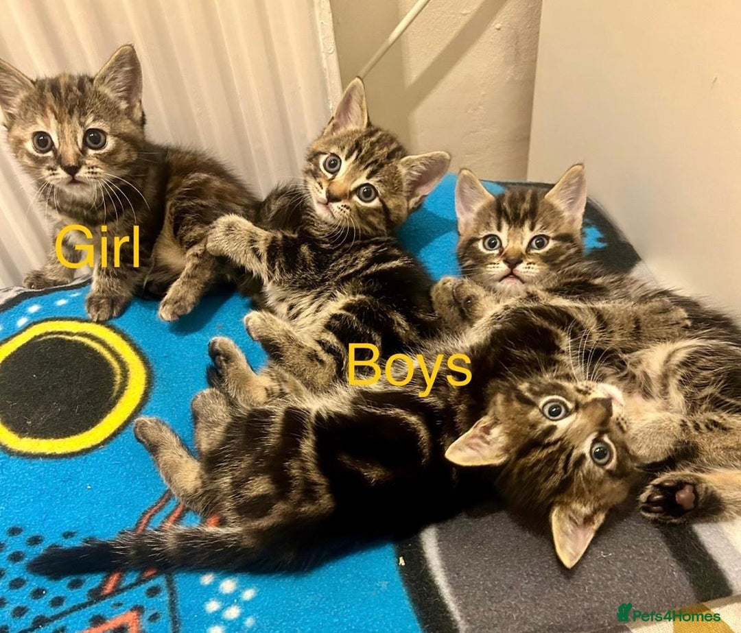 Mixed Breed cats for sale: 🐾 Adorable Tabby Kittens Looking for Their Homes! - Image 10